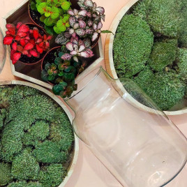 Kit kokedama si atelier online de creat un ghiveci natural pentru planta, Optiuni: Atelier online KOKEDAMA - plante verzi (25-40 cm inaltime)